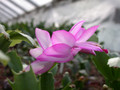 schlumbergera lady linda 04