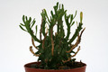 euphorbia fasciculata 0613
