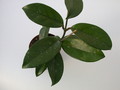 hoya carnosa 1411