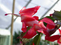 schlumbergera dark marie 06