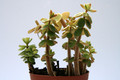 peperomia verticillata 8021