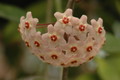hoya carnosa 01a