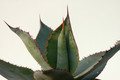agave bovicornuta la oscta 8430