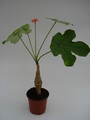 jatropha podagrica 761
