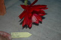 eh rote feder 1459