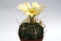 astrophytum crassispinoides 9898