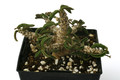 euphorbia cylindrifolia tuberifera 0831