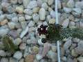 caralluma dodsoniana01