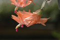 schlumbergera christmas fantasy 8192