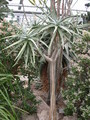 aloe dichotoma 9074