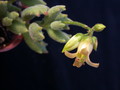 cotyledon ladysmithiensis 01