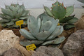 agave parryi truncata 02