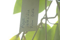 hoya parasitica india 15