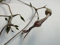 ceropegia simonae rauh73313 es3409 02