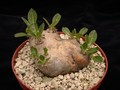 pachypodium brevicaule 01