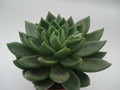 echeveria haageana 8387