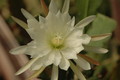 eh zaffaria 9931 09