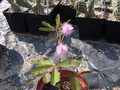 mimosa pudica 01
