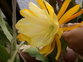 eh king of yellow 7356 537