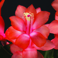 schlumbergera sunset dancer 