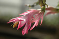 schlumbergera ruth day 8186