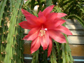 aporocactus shirley3