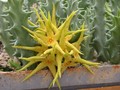 caralluma lutea vaga 2