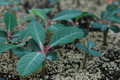 euphorbia vigueri 202
