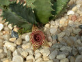 huernia stapelioides D1327