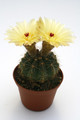 notocactus incomptus 9758