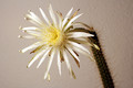 nytocereus serpentinus 3801