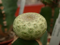 euphorbia turbiniformis 01