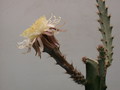 peniocereus cuixmalensis 34