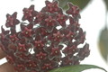hoya pubicalyx silver pink 08