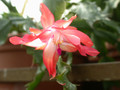 schlumbergera coral cascade 03 1