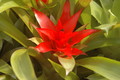 bromelien mini 1155