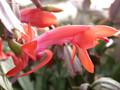schlumbergera thor vida 02
