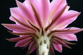 echinopsis spring symphony 0207