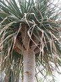 dracaena draco 9047