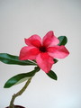 adenium ploy deang 03