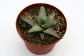 haworthia venosa tessellata 0830