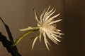 epiphyllum pumilum phasen 2304