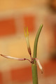 ceropegia dichotoma 8315