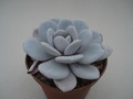 echeveria laui 8407