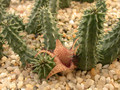 huernia x distichia 01