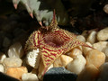 huernia stapelioides d1327 lethlabile 03