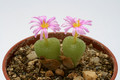 conophytum hermarianum sh565 2769