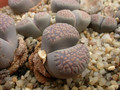 lithops comptonii 03
