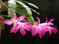 schlumbergera rosabell 04