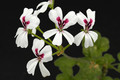 pelargonium echinatum 03